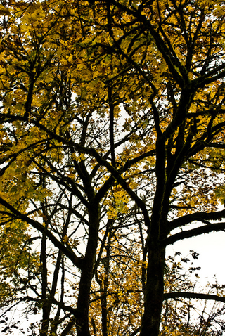 Illustration for article titled Shooting Challenge Fall Leaves Gallery 4